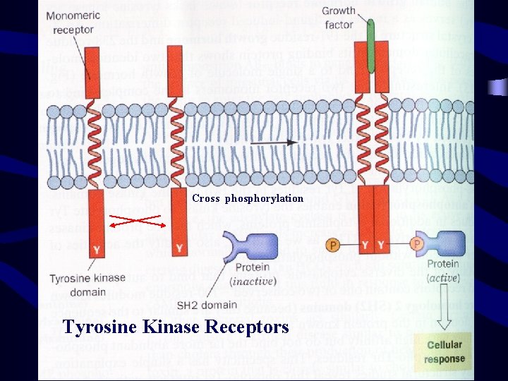 Cross phosphorylation Tyrosine Kinase Receptors 