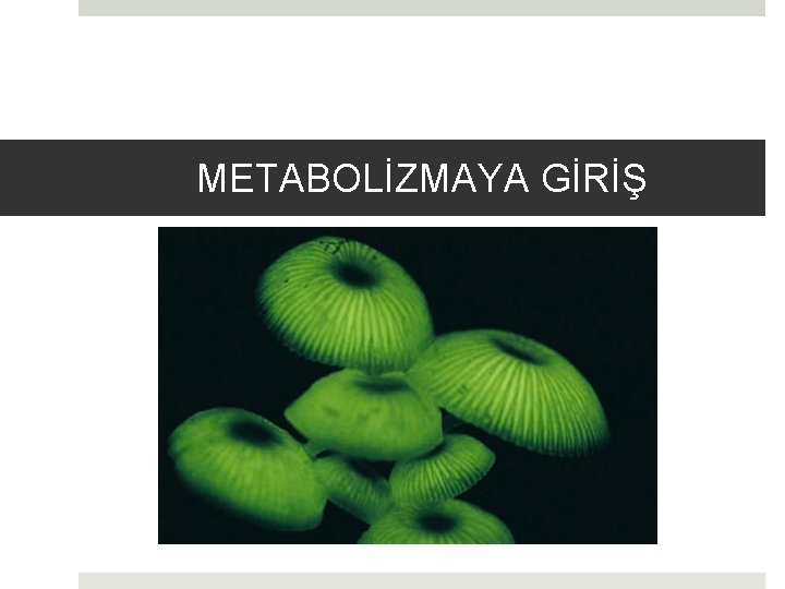 METABOLİZMAYA GİRİŞ 