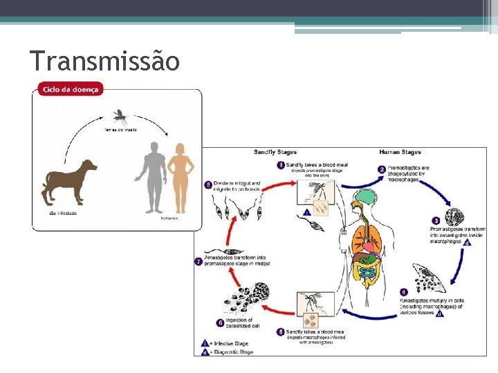 Transmissão 