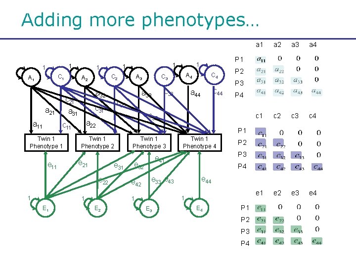 Adding more phenotypes… 1 1 C 1 A 1 a 32 e 11 Twin