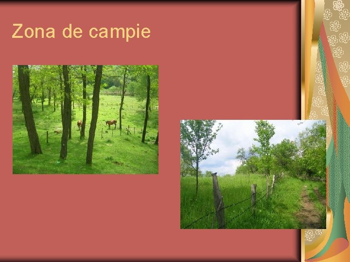 Zona de campie 