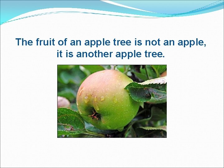 The fruit of an apple tree is not an apple, it is another apple