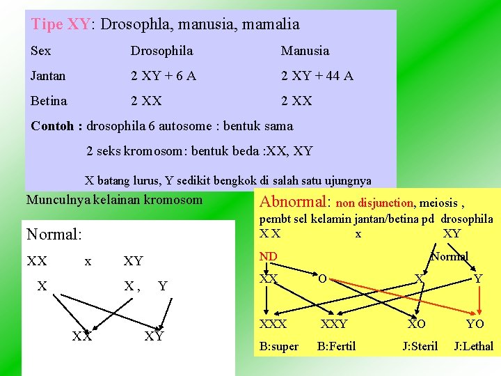 Tipe XY: Drosophla, manusia, mamalia Sex Drosophila Manusia Jantan 2 XY + 6 A