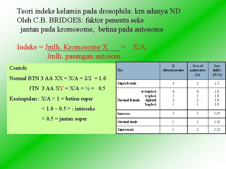 Teori indeks kelamin pada drosophila: krn adanya ND Oleh C. B. BRIDGES: faktor penentu