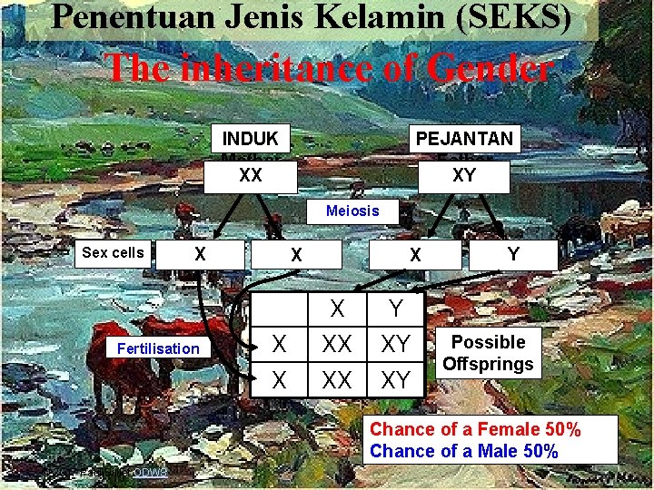 Penentuan Jenis Kelamin (SEKS) The inheritance of Gender INDUK Mother XX PEJANTAN Father XY