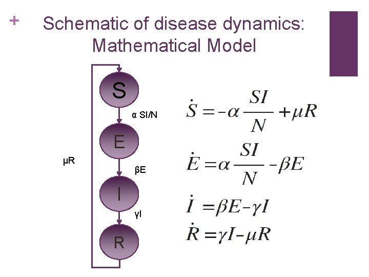 + Schematic of disease dynamics: Mathematical Model S α SI/N E μR βE I