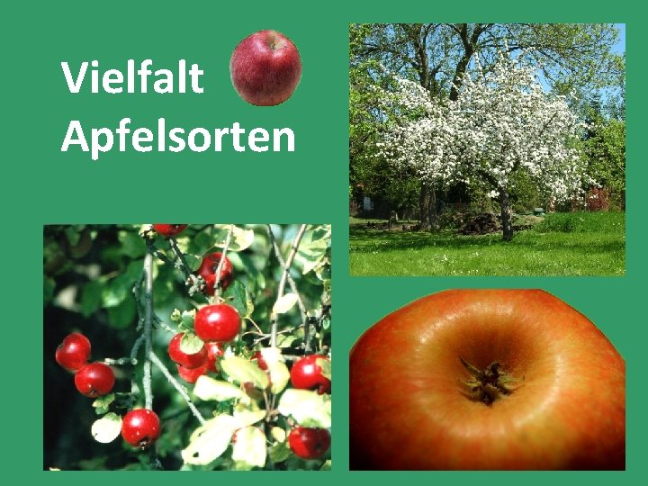 Vielfalt Apfelsorten 