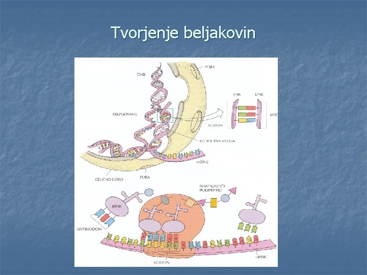 Tvorjenje beljakovin 