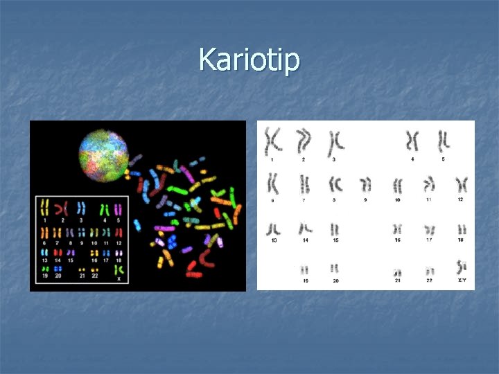 Kariotip 