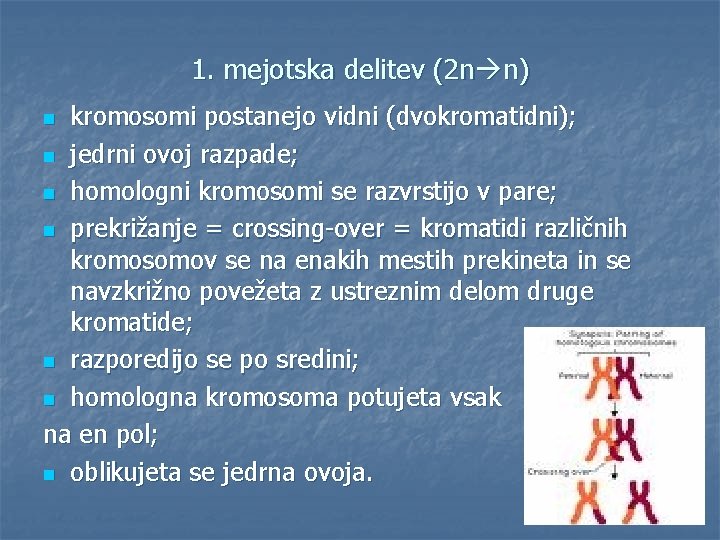 1. mejotska delitev (2 n n) kromosomi postanejo vidni (dvokromatidni); n jedrni ovoj razpade;