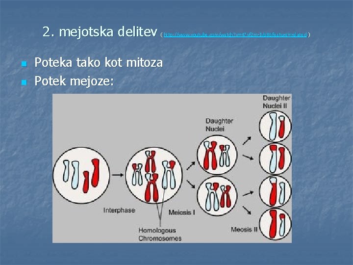 2. mejotska delitev n n ( http: //www. youtube. com/watch? v=47 vf 2 m-Iyb