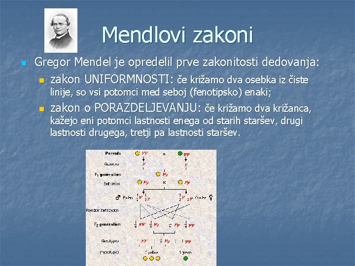 Mendlovi zakoni n Gregor Mendel je opredelil prve zakonitosti dedovanja: n zakon UNIFORMNOSTI: če