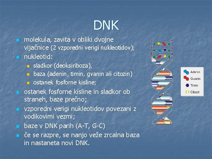 DNK n n molekula, zavita v obliki dvojne vijačnice (2 vzporedni verigi nukleotidov); nukleotid: