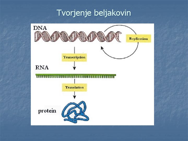 Tvorjenje beljakovin 