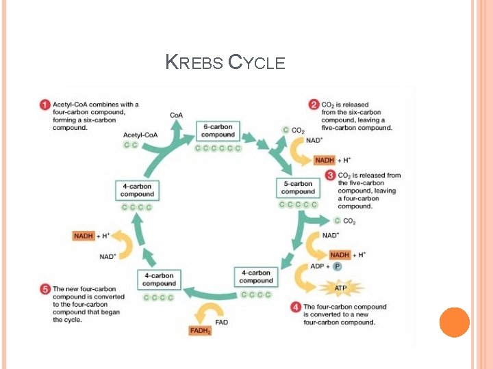 KREBS CYCLE KREBS CYCLE