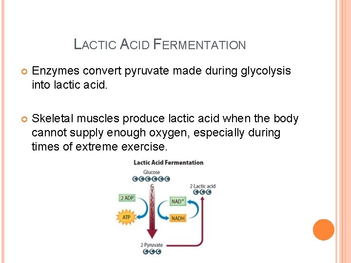 LACTIC ACID FERMENTATION Enzymes convert pyruvate made during glycolysis into lactic acid. Skeletal muscles LACTIC ACID FERMENTATION Enzymes convert pyruvate made during glycolysis into lactic acid. Skeletal muscles