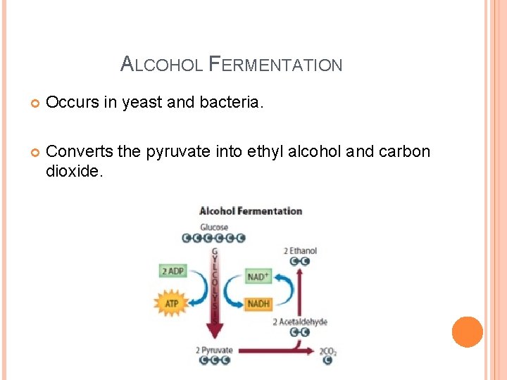 ALCOHOL FERMENTATION Occurs in yeast and bacteria. Converts the pyruvate into ethyl alcohol and ALCOHOL FERMENTATION Occurs in yeast and bacteria. Converts the pyruvate into ethyl alcohol and