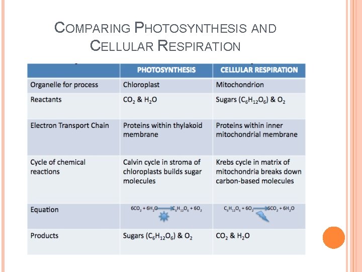 CHAPTER 8 SECTION 3 CELLULAR RESPIRATION Ms Diana