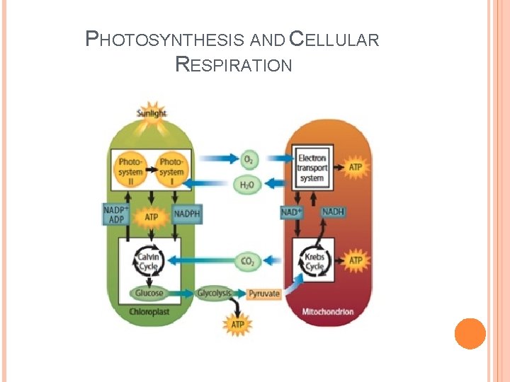 CHAPTER 8 SECTION 3 CELLULAR RESPIRATION Ms Diana