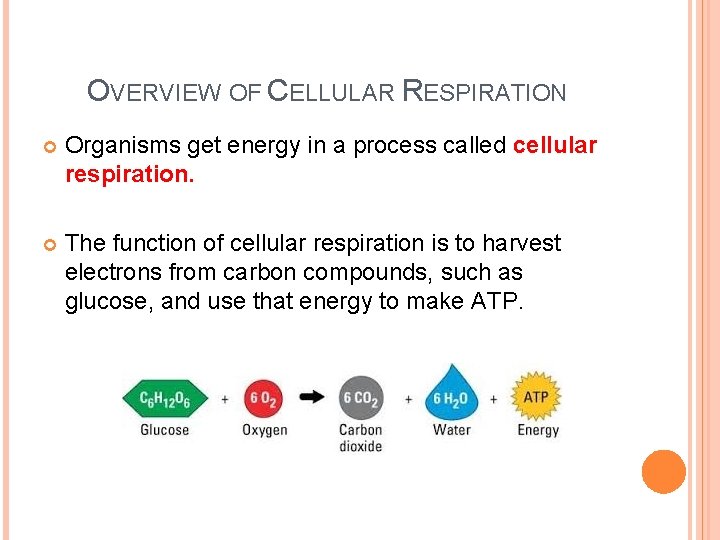 CHAPTER 8 SECTION 3 CELLULAR RESPIRATION Ms Diana