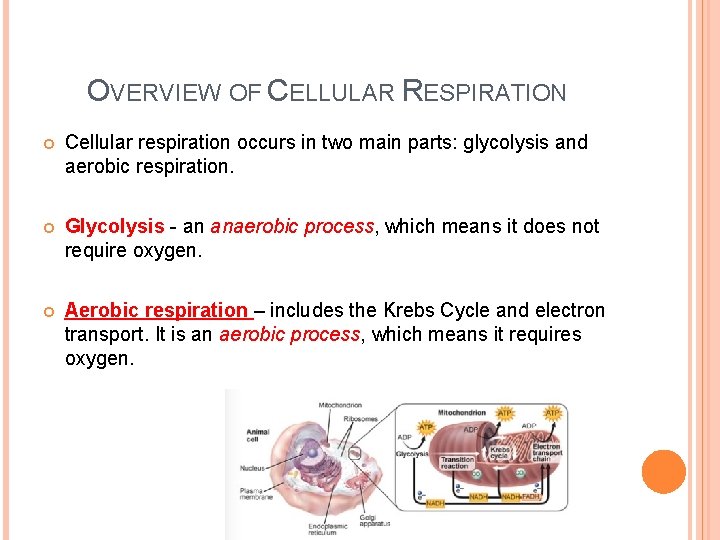 CHAPTER 8 SECTION 3 CELLULAR RESPIRATION Ms Diana