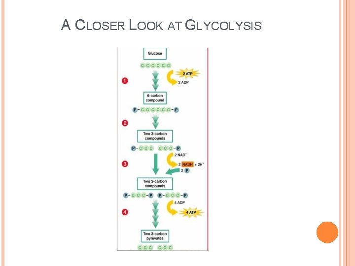 A CLOSER LOOK AT GLYCOLYSIS A CLOSER LOOK AT GLYCOLYSIS