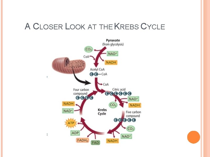 A CLOSER LOOK AT THE KREBS CYCLE A CLOSER LOOK AT THE KREBS CYCLE
