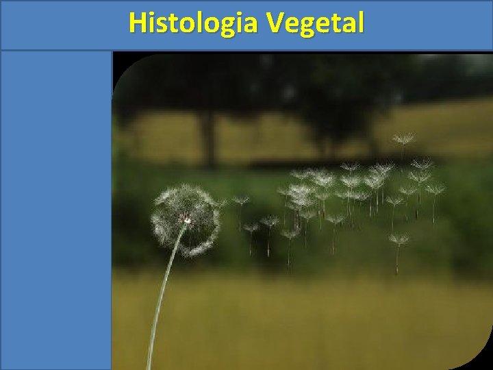 Histologia Vegetal 
