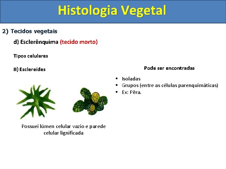 Histologia Vegetal 2) Tecidos vegetais d) Esclerênquima (tecido morto) Tipos celulares II) Esclereídes Pode