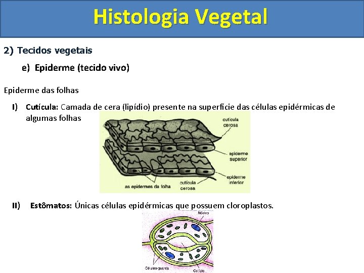 Histologia Vegetal 2) Tecidos vegetais e) Epiderme (tecido vivo) Epiderme das folhas I) Cutícula: