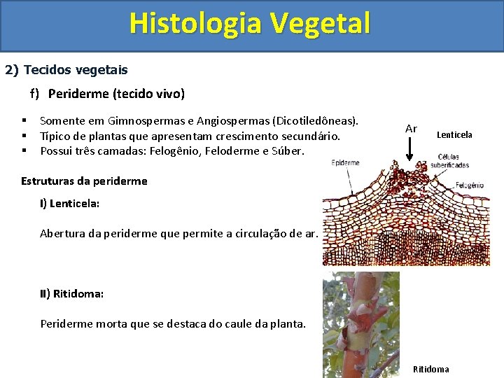 Histologia Vegetal 2) Tecidos vegetais f) Periderme (tecido vivo) § § § Somente em