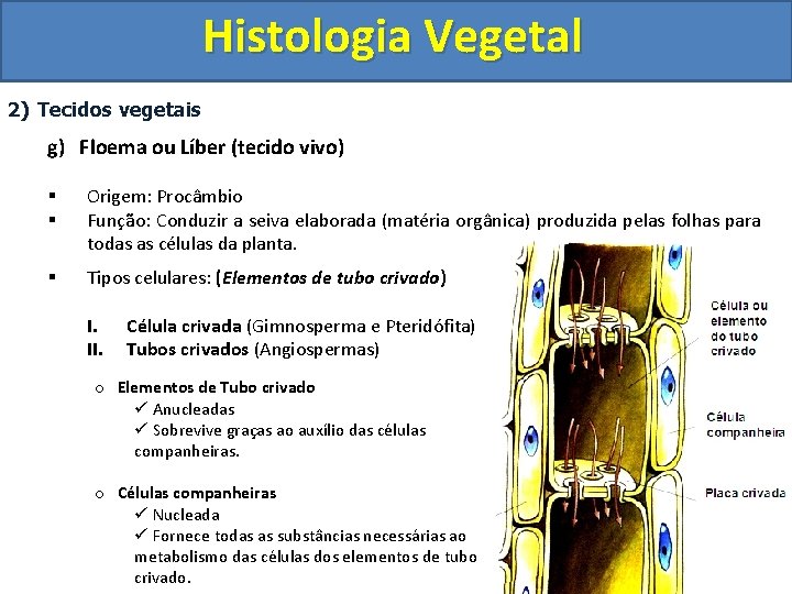 Histologia Vegetal 2) Tecidos vegetais g) Floema ou Líber (tecido vivo) § § Origem: