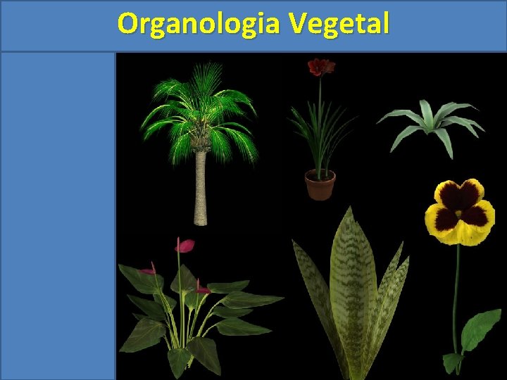 Organologia Vegetal 