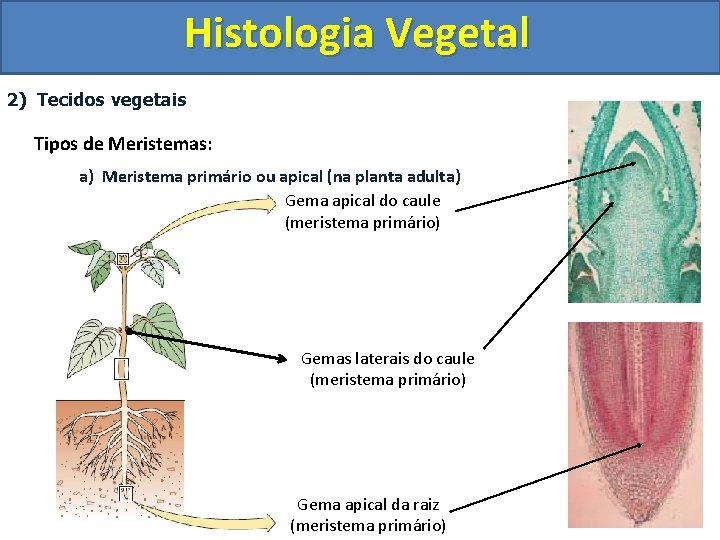 Histologia Vegetal 2) Tecidos vegetais Tipos de Meristemas: a) Meristema primário ou apical (na