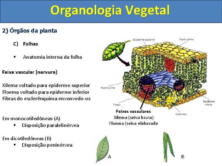 Organologia Vegetal 2) Órgãos da planta C) Folhas § Anatomia interna da folha Feixe