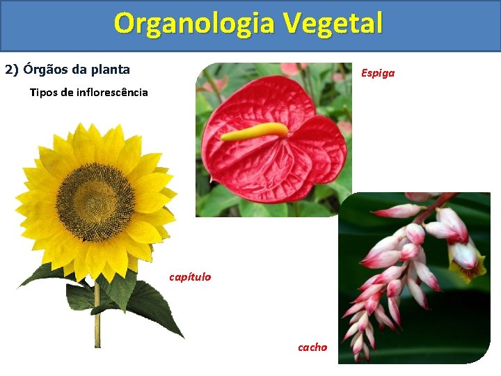 Organologia Vegetal 2) Órgãos da planta Espiga Tipos de inflorescência capítulo cacho 