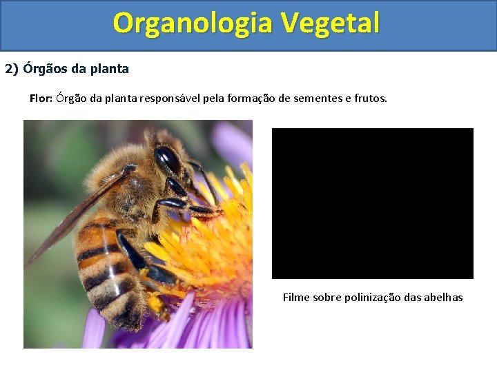 Organologia Vegetal 2) Órgãos da planta Flor: Órgão da planta responsável pela formação de