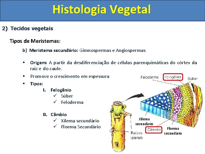 Histologia Vegetal 2) Tecidos vegetais Tipos de Meristemas: b) Meristema secundário: Gimnospermas e Angiospermas