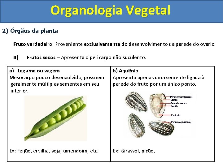 Organologia Vegetal 2) Órgãos da planta Fruto verdadeiro: Proveniente exclusivamente do desenvolvimento da parede