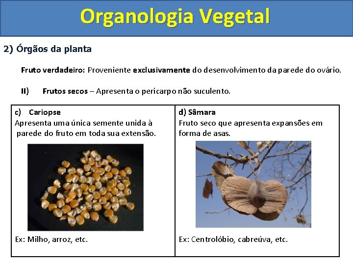 Organologia Vegetal 2) Órgãos da planta Fruto verdadeiro: Proveniente exclusivamente do desenvolvimento da parede