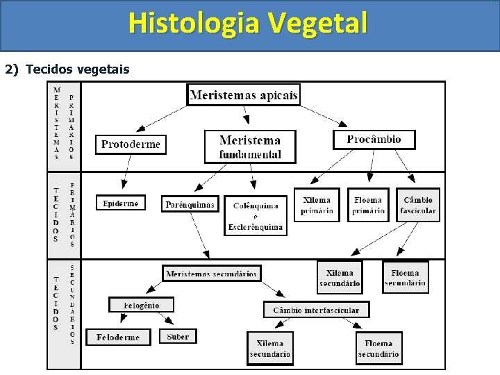 Histologia Vegetal 2) Tecidos vegetais 