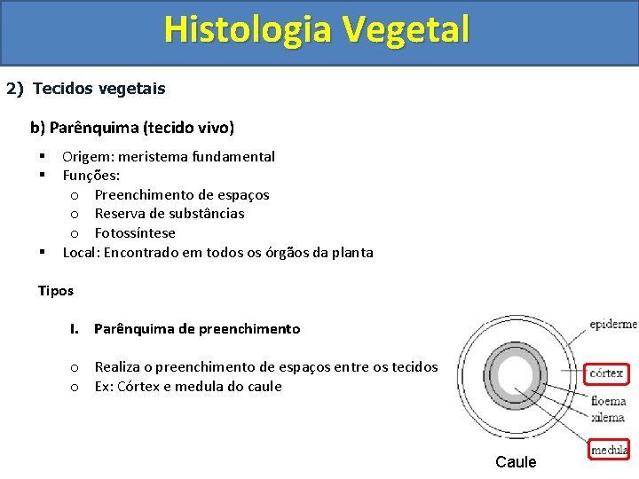 Histologia Vegetal 2) Tecidos vegetais b) Parênquima (tecido vivo) § § § Origem: meristema