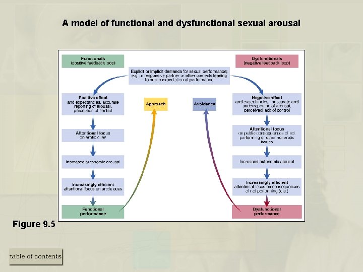 A model of functional and dysfunctional sexual arousal Figure 9. 5 