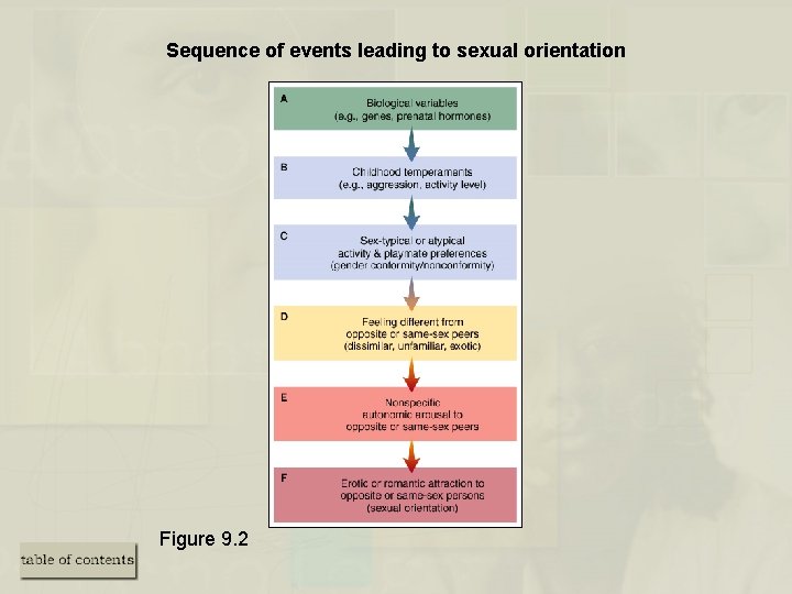 Sequence of events leading to sexual orientation Figure 9. 2 