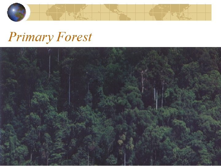 Primary Forest 