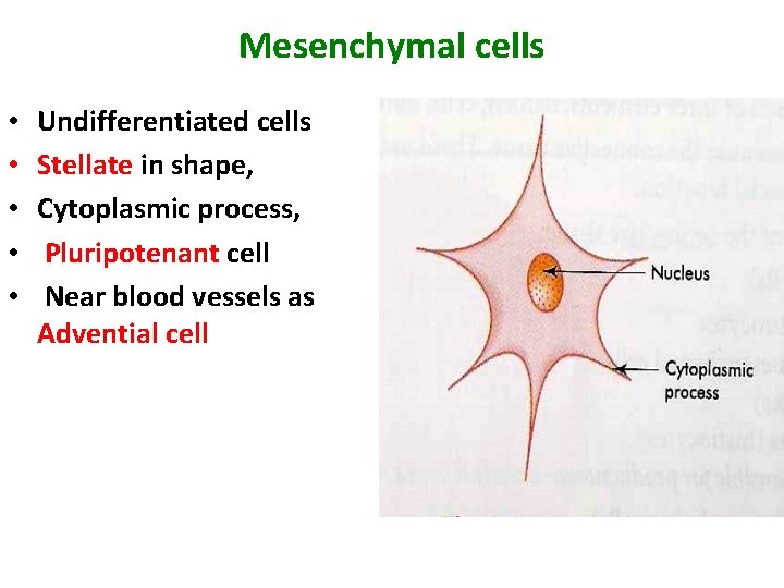 Mesenchymal cells • • • Undifferentiated cells Stellate in shape, Cytoplasmic process, Pluripotenant cell