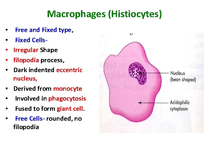 Macrophages (Histiocytes) • • • Free and Fixed type, Fixed Cells. Irregular Shape filopodia