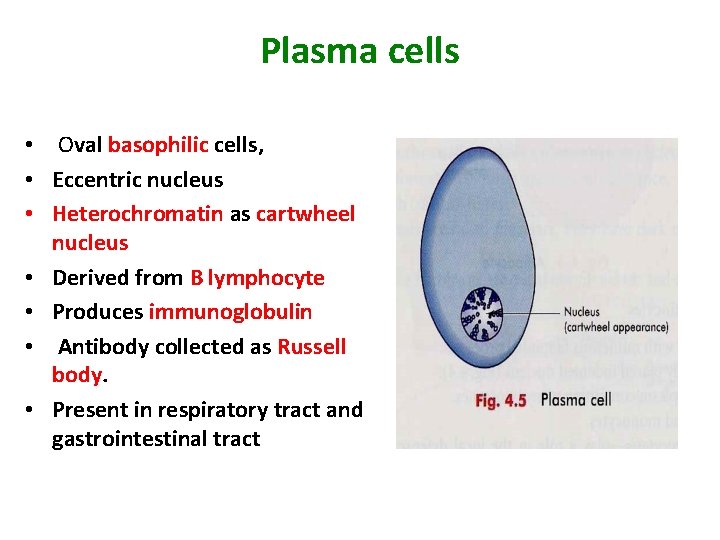 Plasma cells • Oval basophilic cells, • Eccentric nucleus • Heterochromatin as cartwheel nucleus