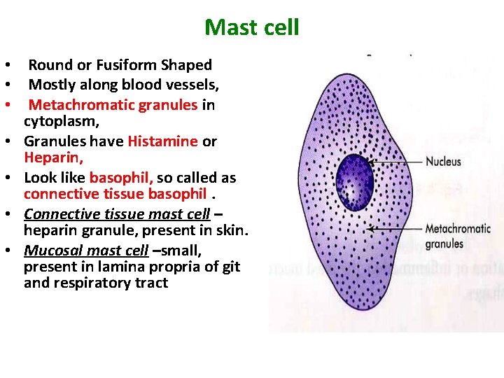 Mast cell • Round or Fusiform Shaped • Mostly along blood vessels, • Metachromatic