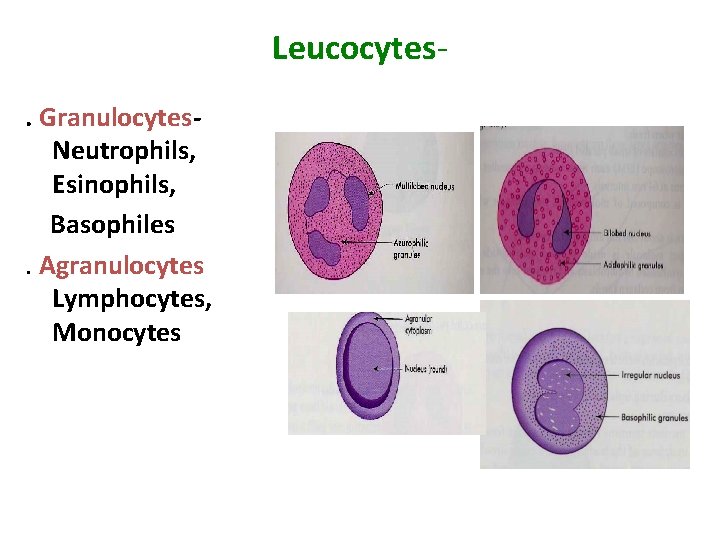 Leucocytes. Granulocytes. Neutrophils, Esinophils, Basophiles. Agranulocytes Lymphocytes, Monocytes 